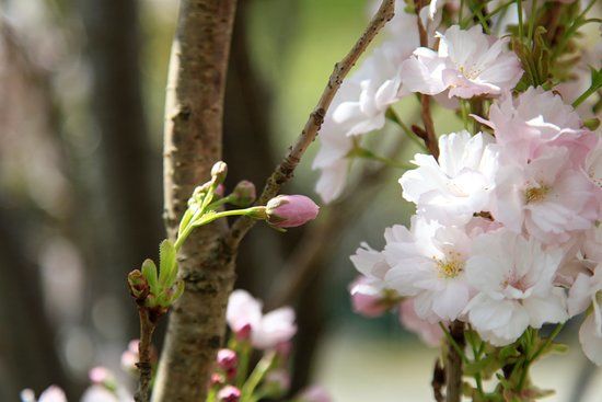 Gartenparadies Painer