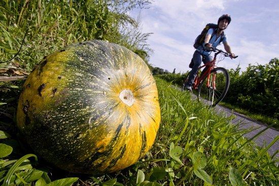 Murradweg