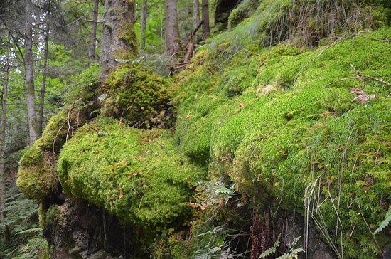 Donnersbachklamm Rundweg